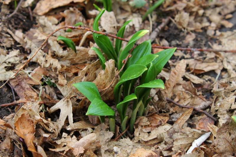 Srimušijada, 8. travanj 2018.