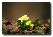 XXXI Papučki jaglaci