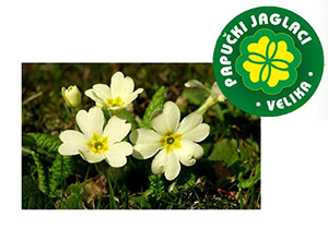 34. Papučki jaglaci