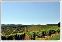 Kroz vinograde i šume